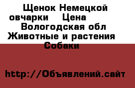 Щенок Немецкой овчарки  › Цена ­ 4 000 - Вологодская обл. Животные и растения » Собаки   